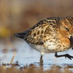 Spoon Billed Sandpiper