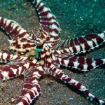 Camouflaging Mimic Octopus