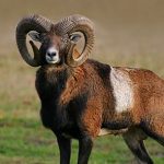 Mouflon, Large Curved Horns