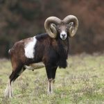 Mouflon, Large Curved Horns
