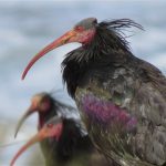 Bald Ibis From The North