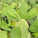Vegetables : Nopales