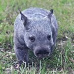 Northern Hairy Nosed Wombat