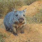 Northern Hairy Nosed Wombat