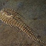 Camouflaging Mimic Octopus