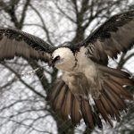 Bearded Vulture – 24000 feet