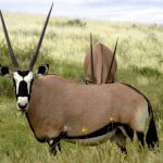 Oryx, Largest Antelope