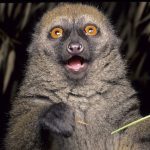Madagascar’s Greater Bamboo Lemur