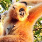 Rare-Hainan-Gibbon