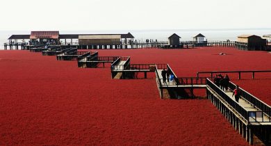 panjin-red-beach-tourists