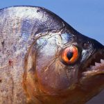 Piranha Fish