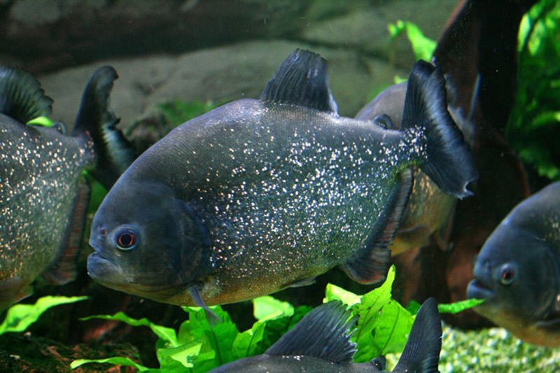 Pifan Fish Piranha Fish - Infy world
