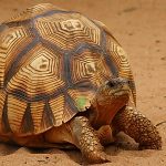 Ploughshare Tortoise