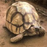 Ploughshare Tortoise