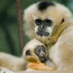 Rare-Hainan-Gibbon