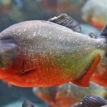 Piranha Fish