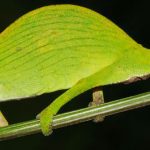 Tarzan’s Chameleon from Madagascar