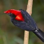 Araripe Manakin Bird