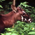 saola-antelope