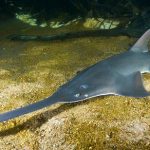 Sawfish