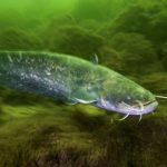 Wels Catfish - sheatfish