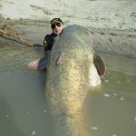 Wels Catfish - sheatfish