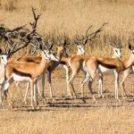 Springbok With Amazing Horns