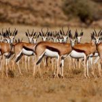 Springbok With Amazing Horns