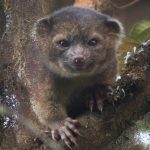 Durrell’s Vontsira