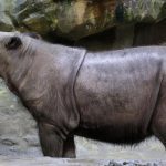 Sumatran Rhino