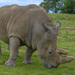 Sumatran Rhino