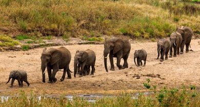 tanzania-tarangire-home-of-elephants