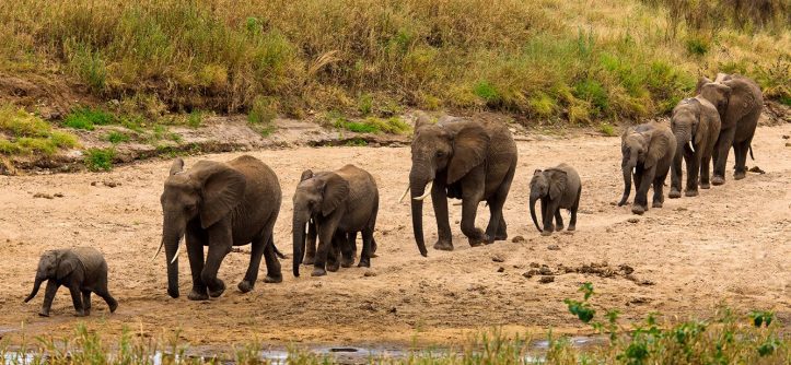 tanzania-tarangire-home-of-elephants