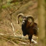 Mouflon, Large Curved Horns