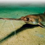 Sawfish