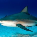 Bull Shark