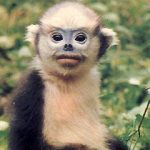 Tonkin Snub Nosed Monkey