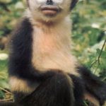 Tonkin Snub Nosed Monkey