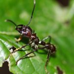 Animals : Bullet Ant
