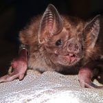 Common Vampire Bat