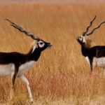 Blackbuck