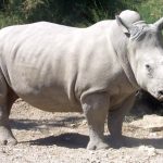 White Rhino, Largest Species of Rhino Family