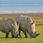 White Rhino, Largest Species of Rhino Family