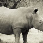 White Rhino, Largest Species of Rhino Family