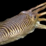Camouflaging Cuttlefish