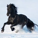 friesian-horse