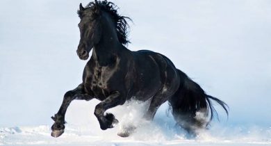 friesian-horse