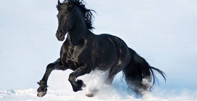 friesian-horse
