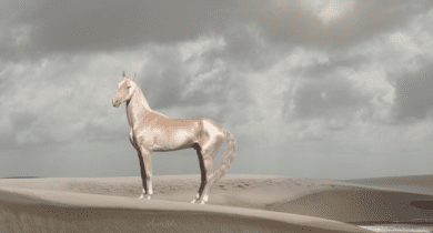 akhal-teke-horse