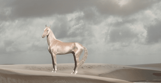 akhal-teke-horse